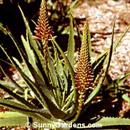 Aloe arborescens, Torch Plant, Candelabra Plant