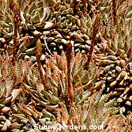 Aloe brevifolia