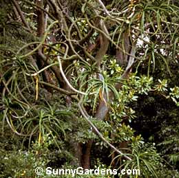 Aloe dichotoma
