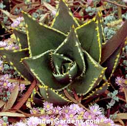 Aloe distans, Jewelled Aloe