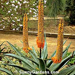 Aloe ferox, Cape Aloe
