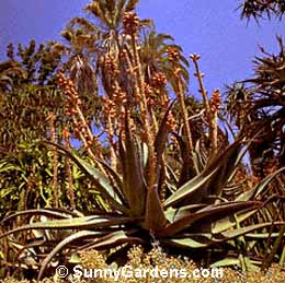 Aloe glauca