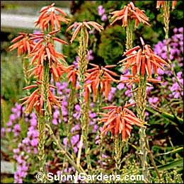 Aloe nobilis, Gold Tooth Aloe