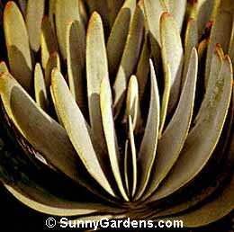 Aloe plicatilis