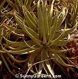 Aloe x principis