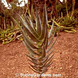 Aloe ramosissima