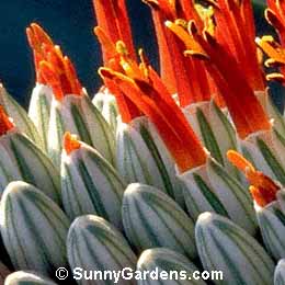 Aloe speciosa