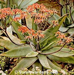 Aloe striata, Coral Aloe