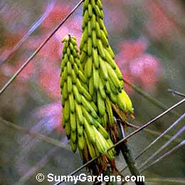 Aloe striatula