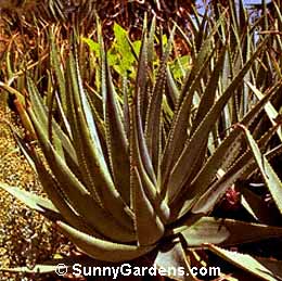 Aloe succotrina