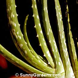 Aloe vera, Aloe Vera, Burn Plant, Medicine Plant