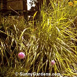 Alopecurus pratensis, Foxtail Grass