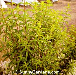 Aloysia triphylla, Lemon Verbena