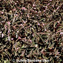 Alternanthera ficoidea