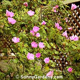 Alyogyne huegelii, Blue Hibiscus, Hibiscus huegelii