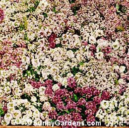 Lobularia maritima, Sweet Alyssum, Alyssum maritima