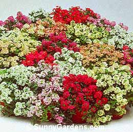 Lobularia maritima, Sweet Alyssum, Sweet Alison, Alyssum maritima
