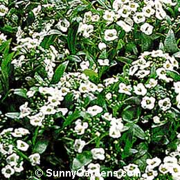 Lobularia maritima, Sweet Alyssum, Alyssum maritima
