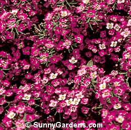 Lobularia maritima, Sweet Alyssum, Alyssum maritima
