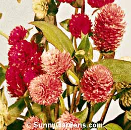 Gomphrena globosa, Globe Amaranth