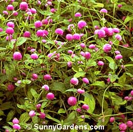 Gomphrena globosa, Globe Amaranth, Bachelor's Button