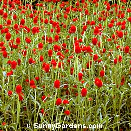 Gomphrena globosa, Globe Amaranth, Bachelor's Button