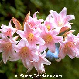 Amaryllis belladonna, Naked Lady, Beladonna Lily, Brunsvigia rosea