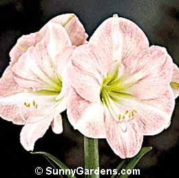 Hippeastrum, Amaryllis