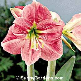 Hippeastrum, Amaryllis