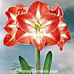 Hippeastrum, Amaryllis