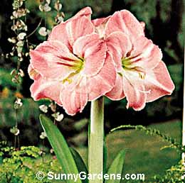 Hippeastrum, Amaryllis