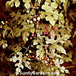 Ampelopsis brevipedunculata, Climber Blueberry, Porcelain Ampelopsis