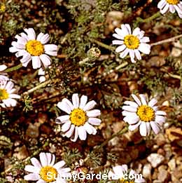 Anacyclus depressus, Mt. Atlas Daisy