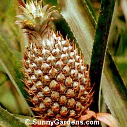 Ananas comosus, Pineapple