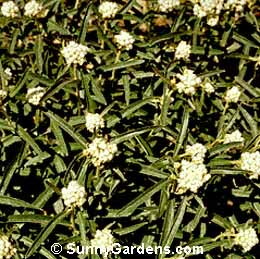 Anaphalis margaritacea, Pearly Everlasting