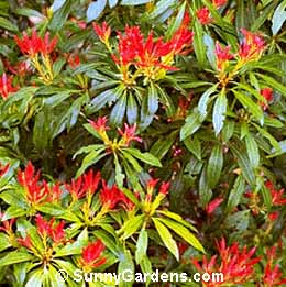 Pieris, Japanese Pieris, Pieris x 'Forest Flame', Lily of the Valley Shrub