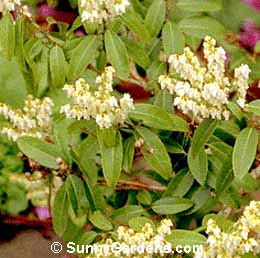 Pieris floribunda, Mountain Pieris, Andromeda floribunda, Lily of the Valley Shrub