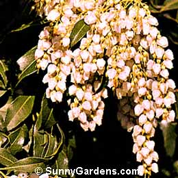 Pieris japonica, Japanese Pieris, Japanese Andromeda, Lily of the Valley Shrub