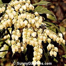 Pieris japonica, Compact Japanese Pieris, Japanese Andromeda, Lily of the Valley Shrub