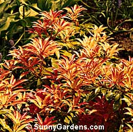 Pieris japonica, Japanese Andromeda, Lily of the Valley Shrub