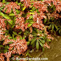 Pieris japonica, Japanese Pieris, Lily of the Valley Shrub