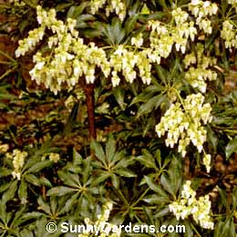 Pieris japonica, Japanese Pieris, Lily of the Valley Shrub