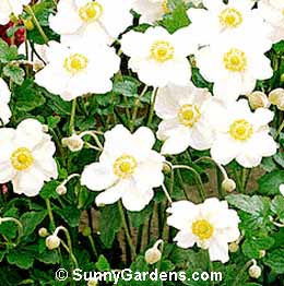 Anemone x, Japanese Anemone, Windflower