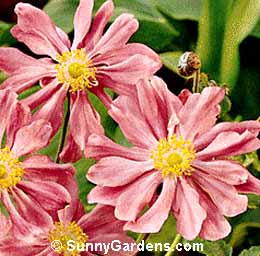 Anemone x, Japanese Anemone, Windflower