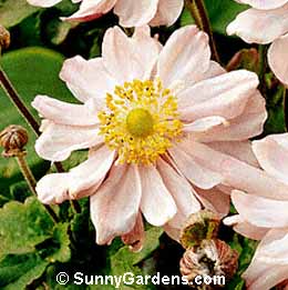 Anemone x, Japanese Anemone, Windflower