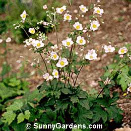 Anemone hupehensis, Japanese Anemone, Windflower