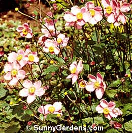 Anemone hupehensis, Japanese Anemone, Windflower