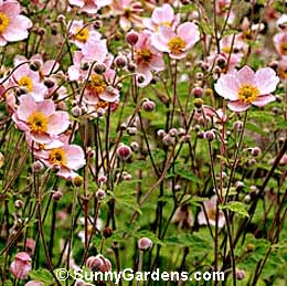 Anemone tomentosa, Windflower