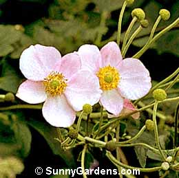 Anemone vitifolia, Windflower