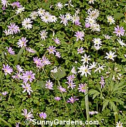 Anemone apennina, Apennine Anemone, Windflower